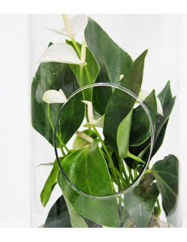 Anthurium bianco in vetro