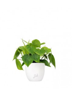 Filodendro Scandens