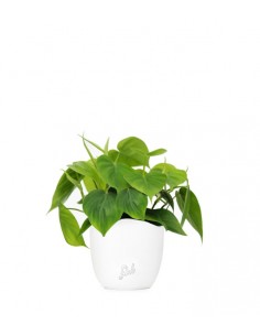 Filodendro Scandens 2