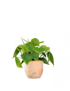 Filodendro Scandens 2