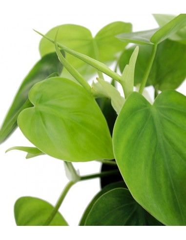 Filodendro Scandens