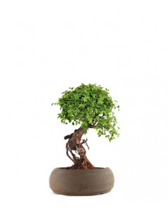 Olmo Zelkova nuovo