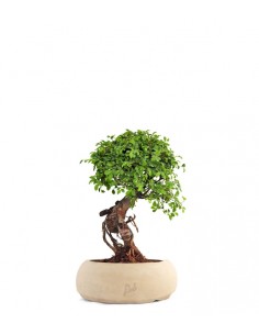 Olmo Radice esposte 2