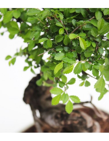 Olmo Zelkova nuovo Olmo Zelkova nuovo