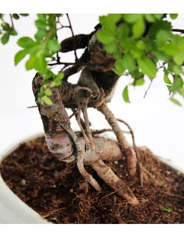 Olmo Zelkova nuovo Olmo Zelkova nuovo