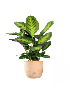 Calathea "Misto"