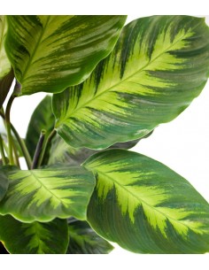 Calathea "Misto" 2
