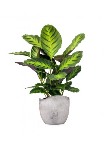 Calathea Green Shades