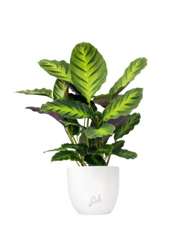 Calathea Green Shades