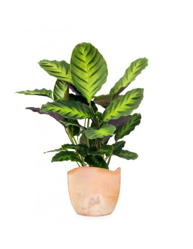 Calathea Green Shades