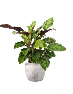 Calathea Albertii 2