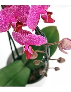 Orchidea Arco | Fiore fucsia 2
