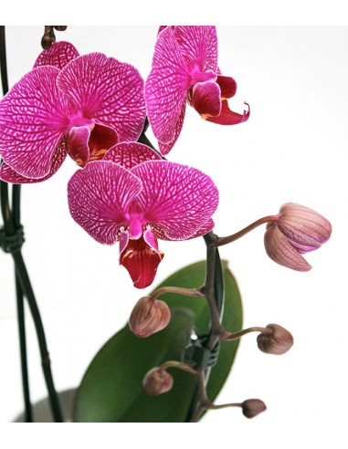 Orchidea Arco | Fiore fucsia