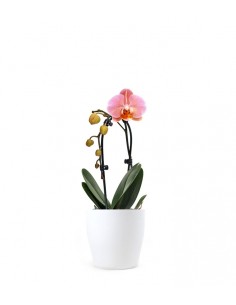 Orchidea Arco | Fiore rosa