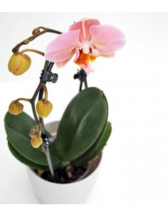 Orchidea Arco | Fiore rosa 2