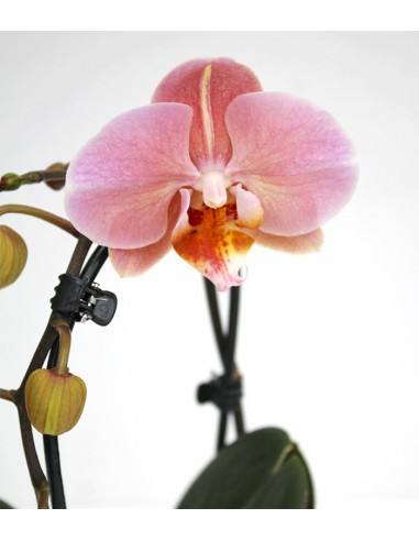 Orchidea Arco | Fiore rosa