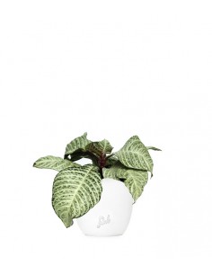 Aphelandra | Afelandra...