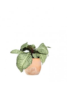 Aphelandra | Afelandra... 2