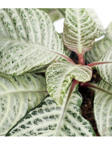 Aphelandra | Afelandra White Wash