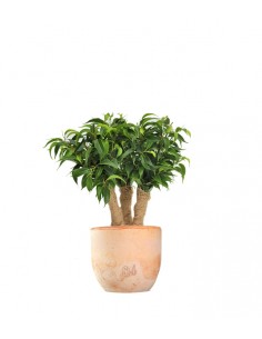 Ficus benjamin -  tronchetti