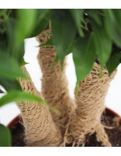 Ficus benjamin -  forest 2