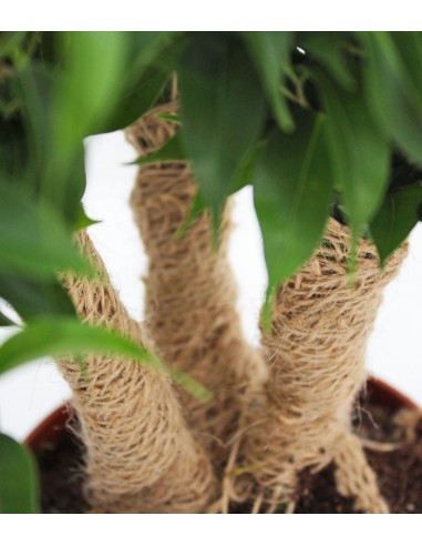 Ficus benjamin -  tronchetti