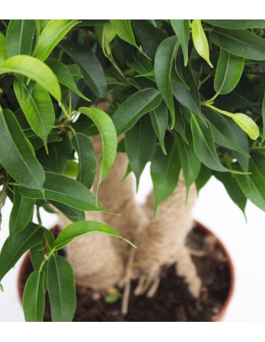 Ficus benjamin -  forest