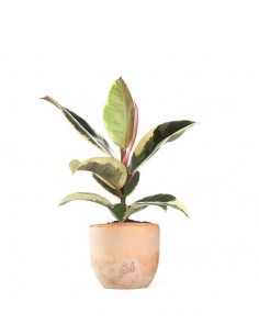 Fico del caucciù - Ficus...