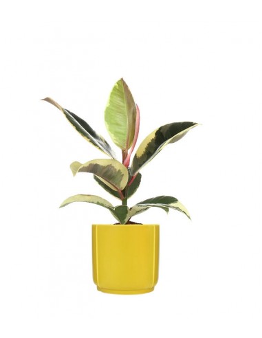 Fico del caucciù - Ficus Tineke