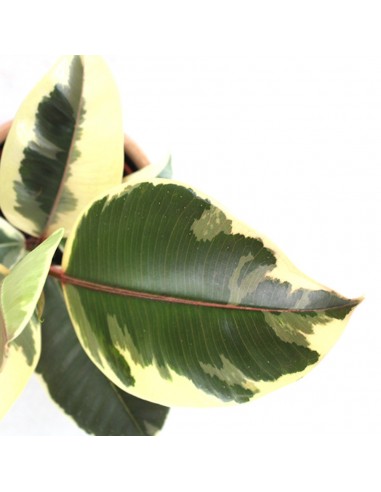 Fico del caucciù - Ficus Tineke