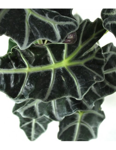 Alocasia