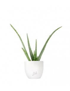 Aloe Vera 2