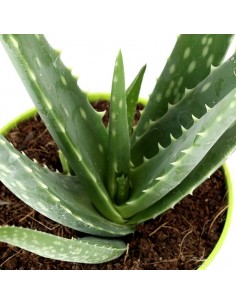 Aloe Vera 2