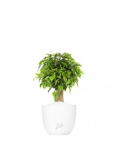 Ficus benjamin -  tronchetto