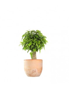 Ficus benjamin -  tronchetto 2