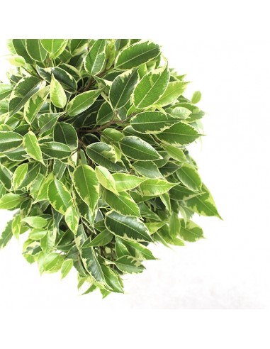 Ficus benjamin -  tronchetto