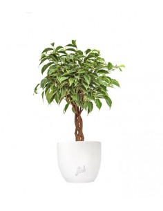 Ficus Benjamin Variegato...