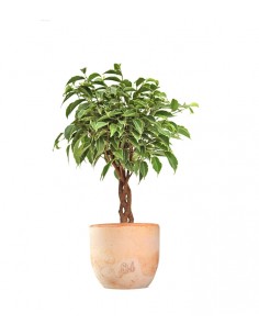Ficus Benjamin Intrecciato 2