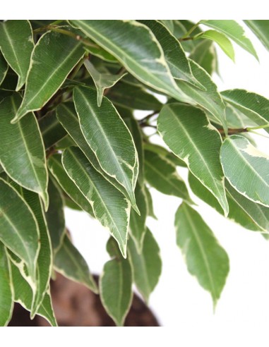 Ficus Benjamin Intrecciato