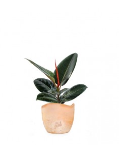Ficus Elastica