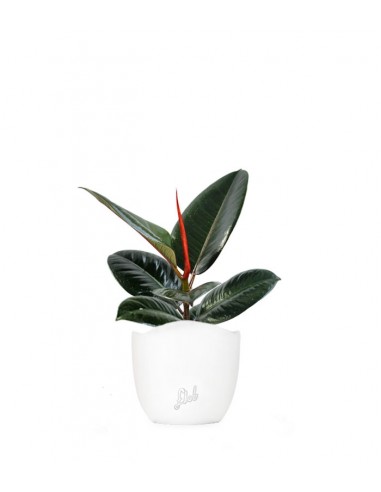Ficus Elastica 'Robusta' (Fico Del Caucciù) Pianta Da Appartamento In Vaso Ø12 Cm, Altezza 25-35 Cm, Facile Da Curare