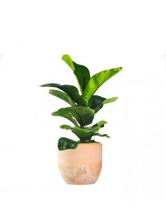 Ficus Lyrata Bambino 2