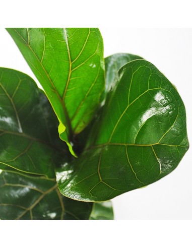 Ficus Lyrata Bambino