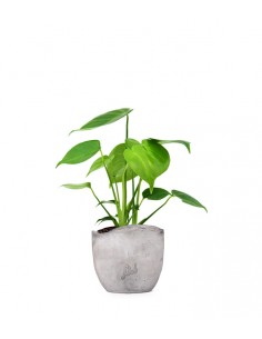 Monstera Deliciosa mini