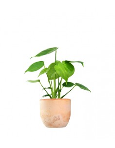 Monstera Deliciosa mini 2