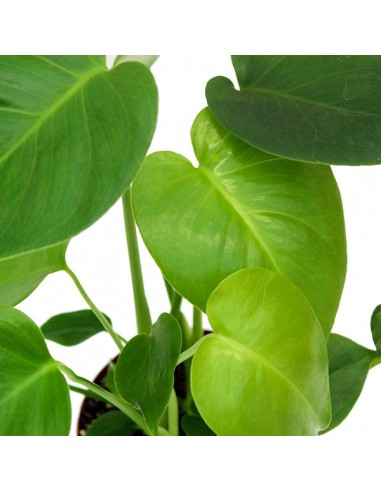 Monstera Deliciosa mini