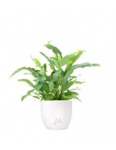 Phlebodium Blue Star