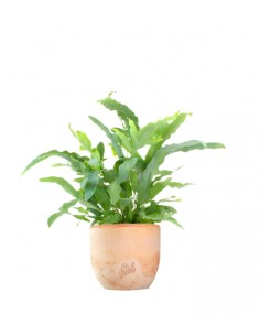 Phlebodium Blue Star 2