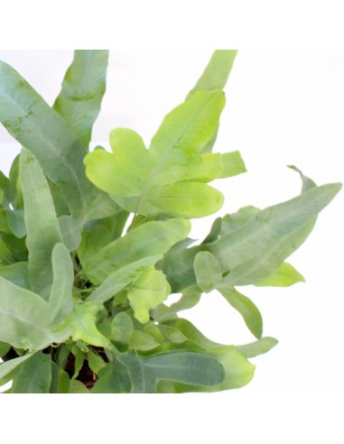 Phlebodium Blue Star