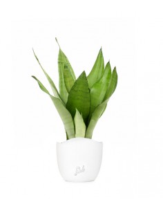 Sansevieria Moonshine